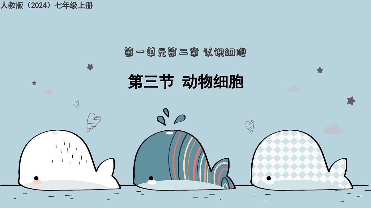 1.2.3动物细胞（教学课件）——初中生物人教版（2024）七年级上册课件第1页