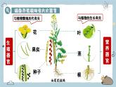 1.3.3植物体的结构层次（教学课件）——初中生物人教版（2024）七年级上册课件