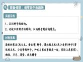 2.1.2种子植物 第1课时（教学课件）——初中生物人教版（2024）七年级上册课件