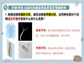 2.2.1無(wú)脊椎動(dòng)物 第2課時(shí)（教學(xué)課件）——初中生物人教版（2024）七年級(jí)上冊(cè)課件