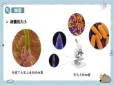 2.3.2細(xì)菌（教學(xué)課件）——初中生物人教版（2024）七年級上冊課件