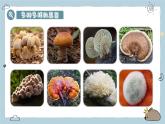 2.3.3真菌（教學(xué)課件）——初中生物人教版（2024）七年級(jí)上冊(cè)課件