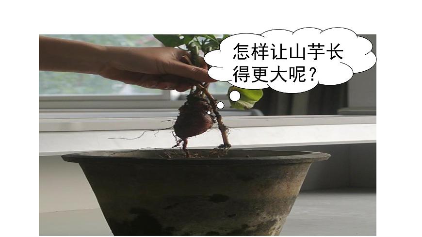 4.11.3光合作用和呼吸作用原理的应用 课件 生物苏教版（2024）七年级下册第四单元第3页