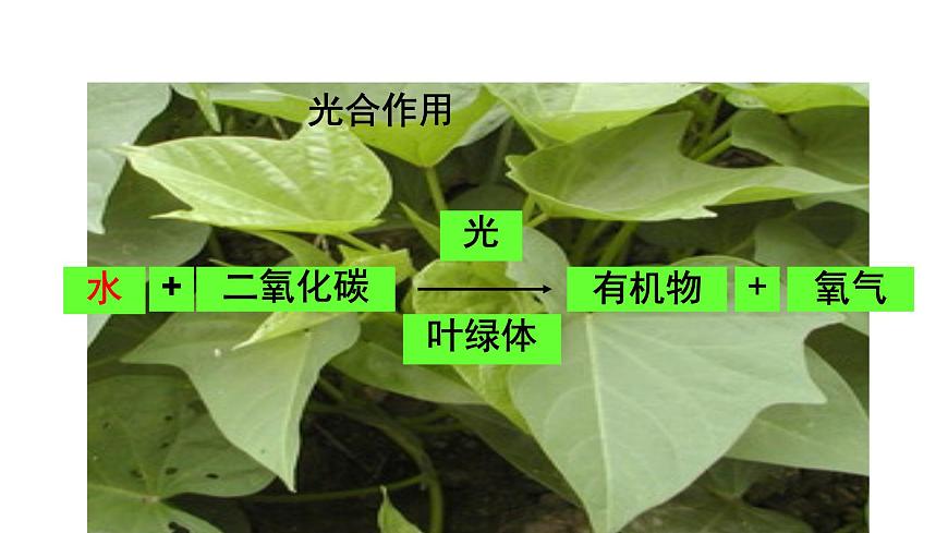 4.11.3光合作用和呼吸作用原理的应用 课件 生物苏教版（2024）七年级下册第四单元第4页