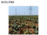 4.11.3光合作用和呼吸作用原理的應(yīng)用 課件 生物蘇教版（2024）七年級(jí)下冊(cè)第四單元