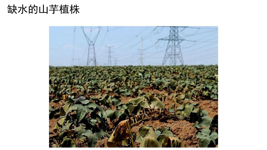 4.11.3光合作用和呼吸作用原理的应用 课件 生物苏教版（2024）七年级下册第四单元第5页