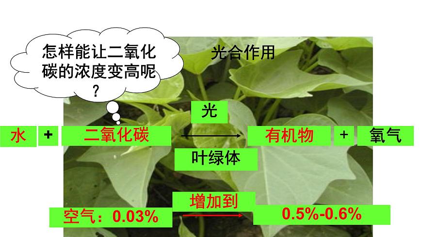 4.11.3光合作用和呼吸作用原理的应用 课件 生物苏教版（2024）七年级下册第四单元第6页