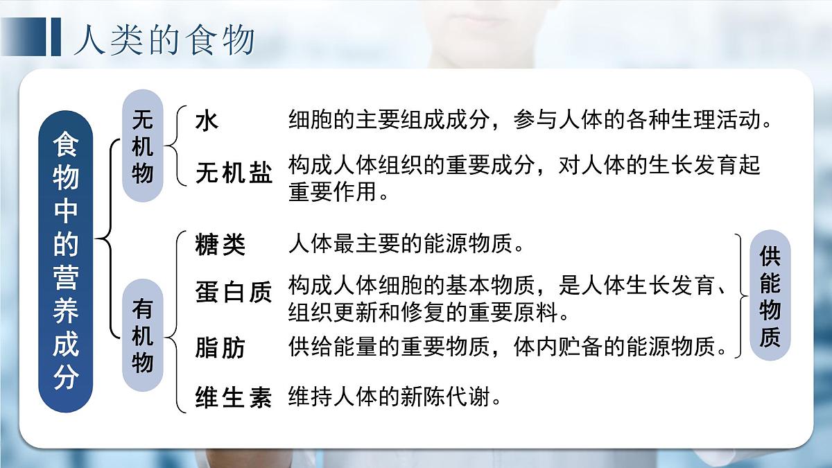 七年级下册期中复习 课件 生物苏教版（2024）七年级下册第4页