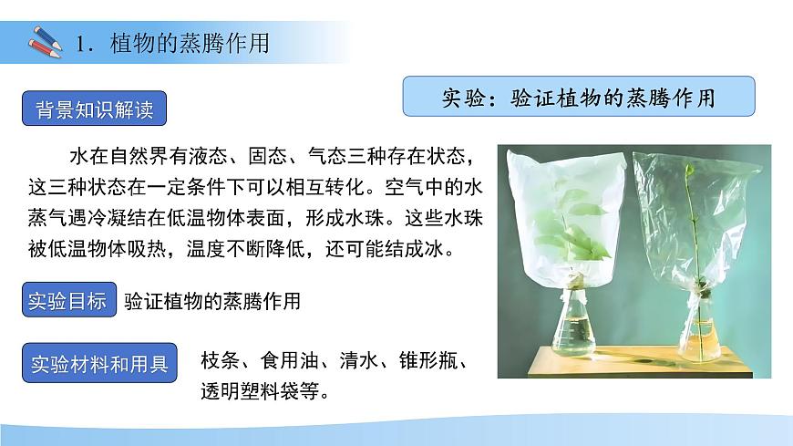 5.12.3 植物参与生物圈中的水循环 课件 生物苏科版（2024）七年级下册第五单元第4页