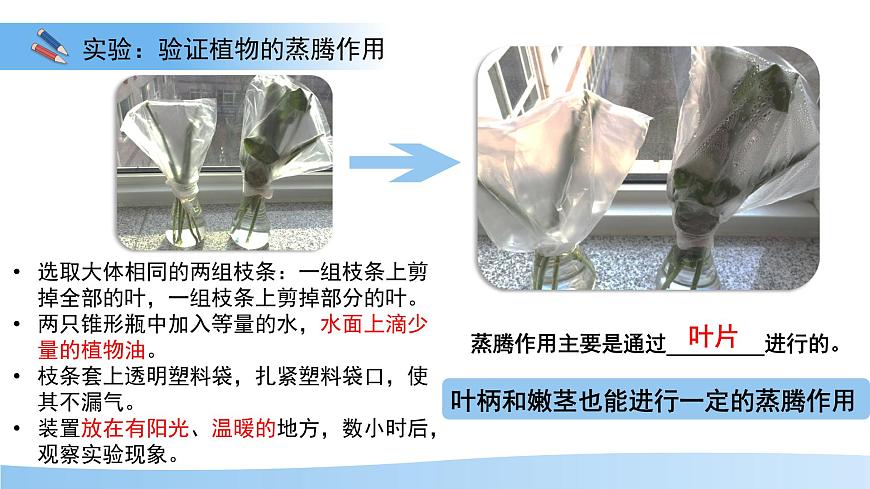 5.12.3 植物参与生物圈中的水循环 课件 生物苏科版（2024）七年级下册第五单元第5页