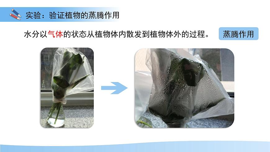 5.12.3 植物参与生物圈中的水循环 课件 生物苏科版（2024）七年级下册第五单元第7页