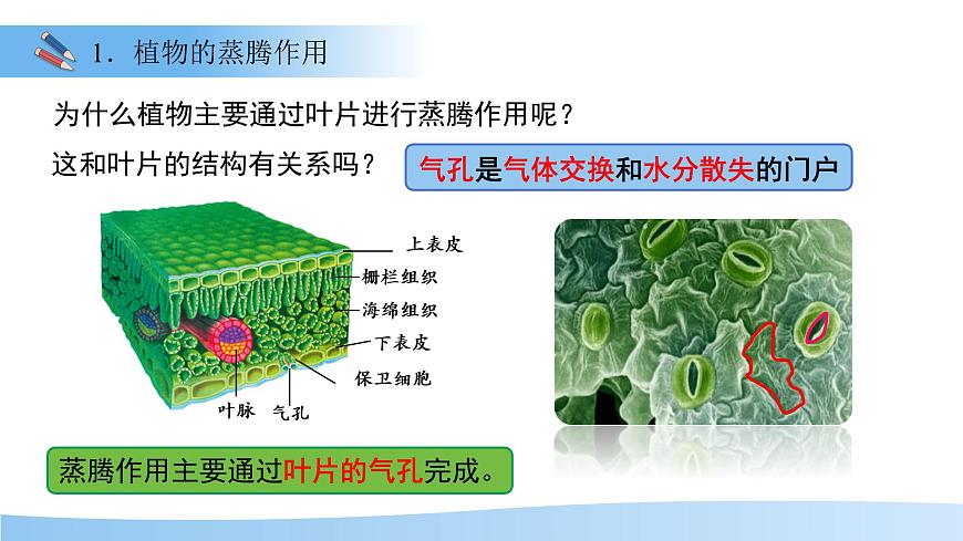 5.12.3 植物参与生物圈中的水循环 课件 生物苏科版（2024）七年级下册第五单元第8页