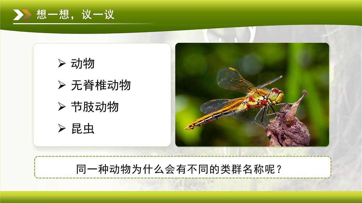 3.4.2 第二节 从种到界 课件 生物鲁科版（2024）七年级下册第四章第3页