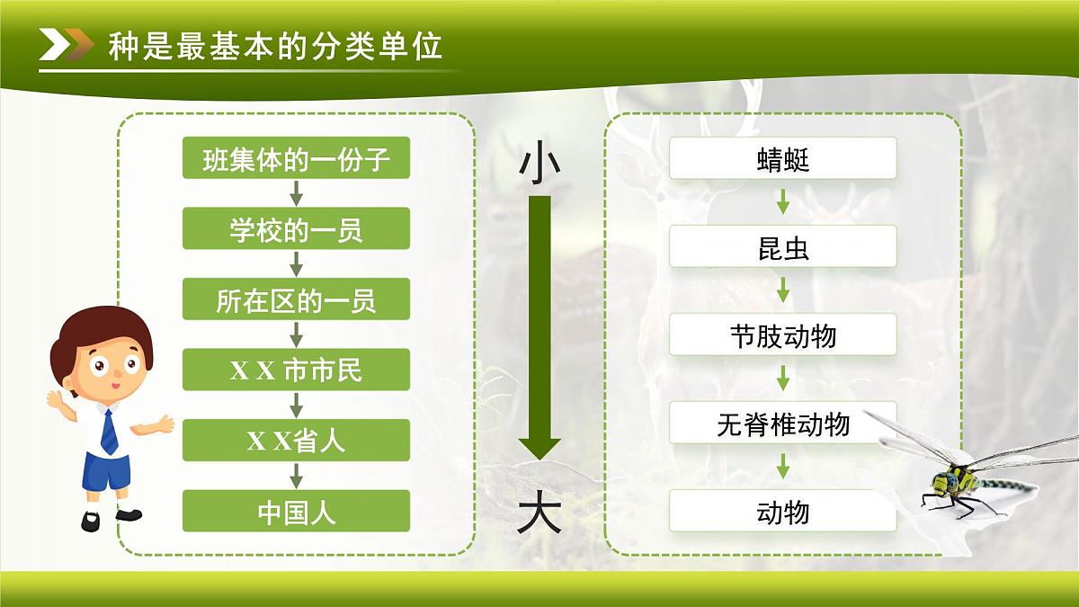 3.4.2 第二节 从种到界 课件 生物鲁科版（2024）七年级下册第四章第4页