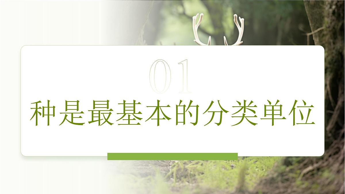 3.4.2 第二节 从种到界 课件 生物鲁科版（2024）七年级下册第四章第5页
