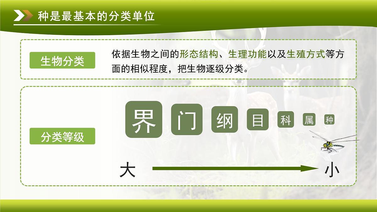 3.4.2 第二节 从种到界 课件 生物鲁科版（2024）七年级下册第四章第6页