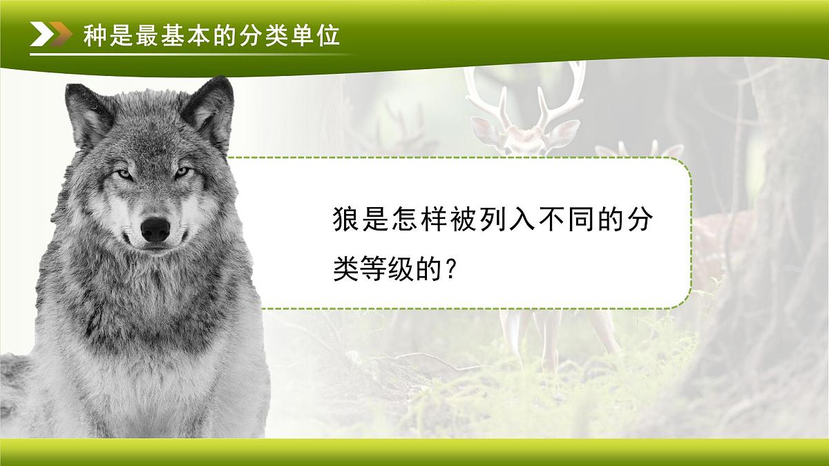 3.4.2 第二节 从种到界 课件 生物鲁科版（2024）七年级下册第四章第7页