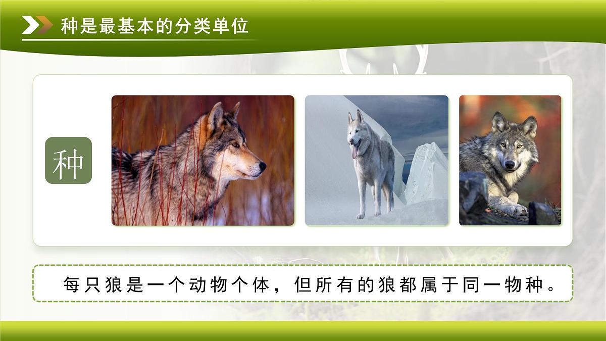 3.4.2 第二节 从种到界 课件 生物鲁科版（2024）七年级下册第四章第8页