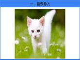 嘗試對生物分類 第2課時 課件 生物魯科版五四制（2024）七年級下冊