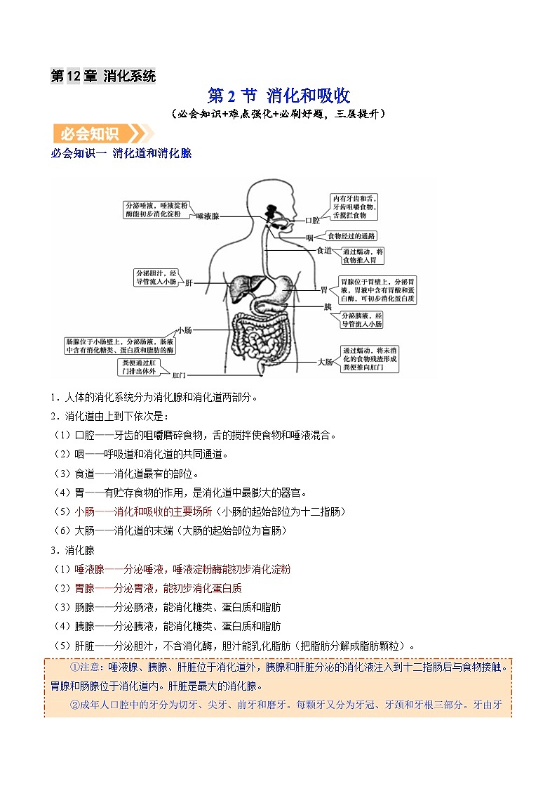 12.2 消化和吸收（提升讲义）（解析版）-2025-2026学年八年级生物上册（苏教版2024）第1页