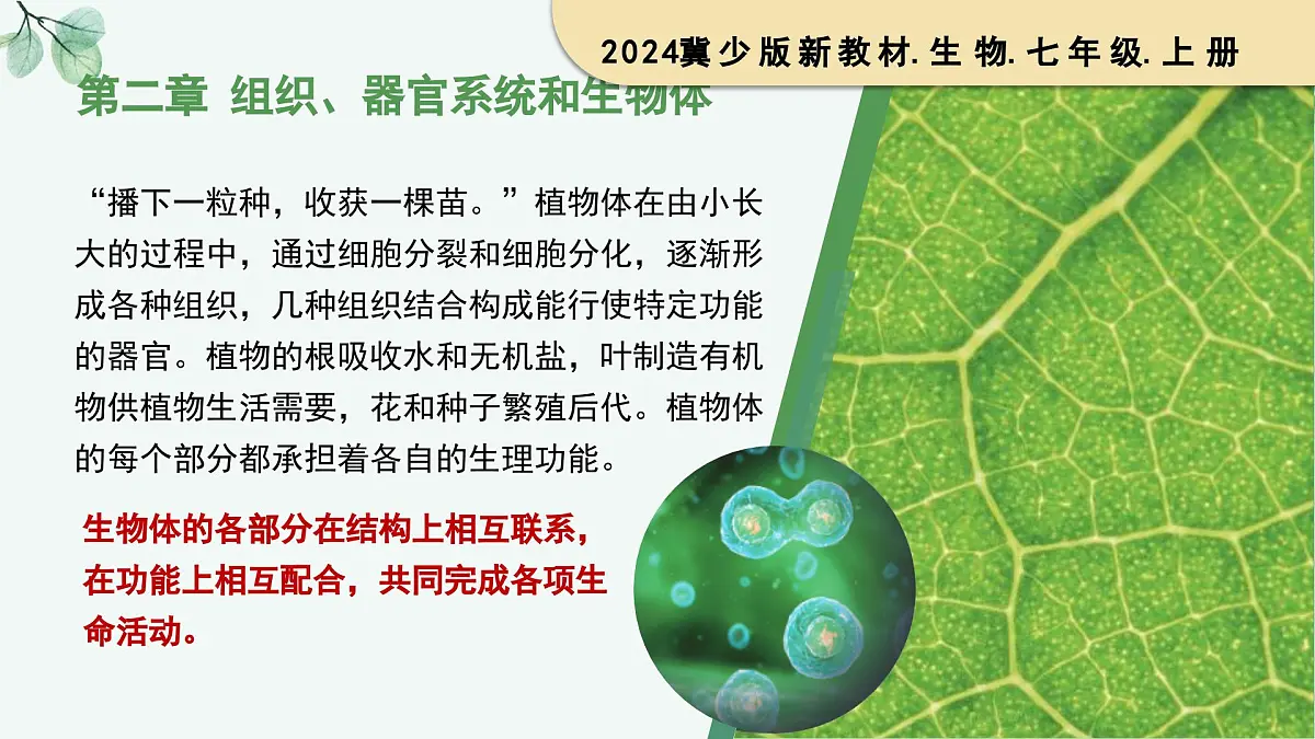 1.2.1 细胞的分裂（教学课件）生物冀少版2024七年级上册第1页