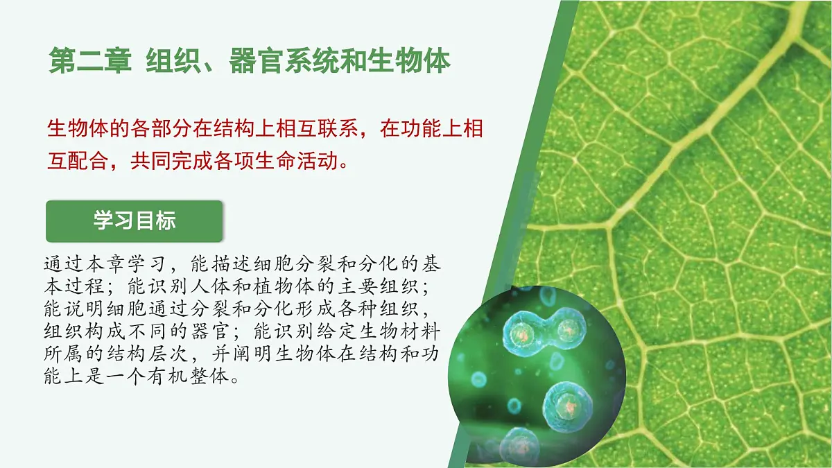 1.2.1 细胞的分裂（教学课件）生物冀少版2024七年级上册第2页