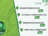 1.2.1 細胞的分裂（教學課件）生物冀少版2024七年級上冊