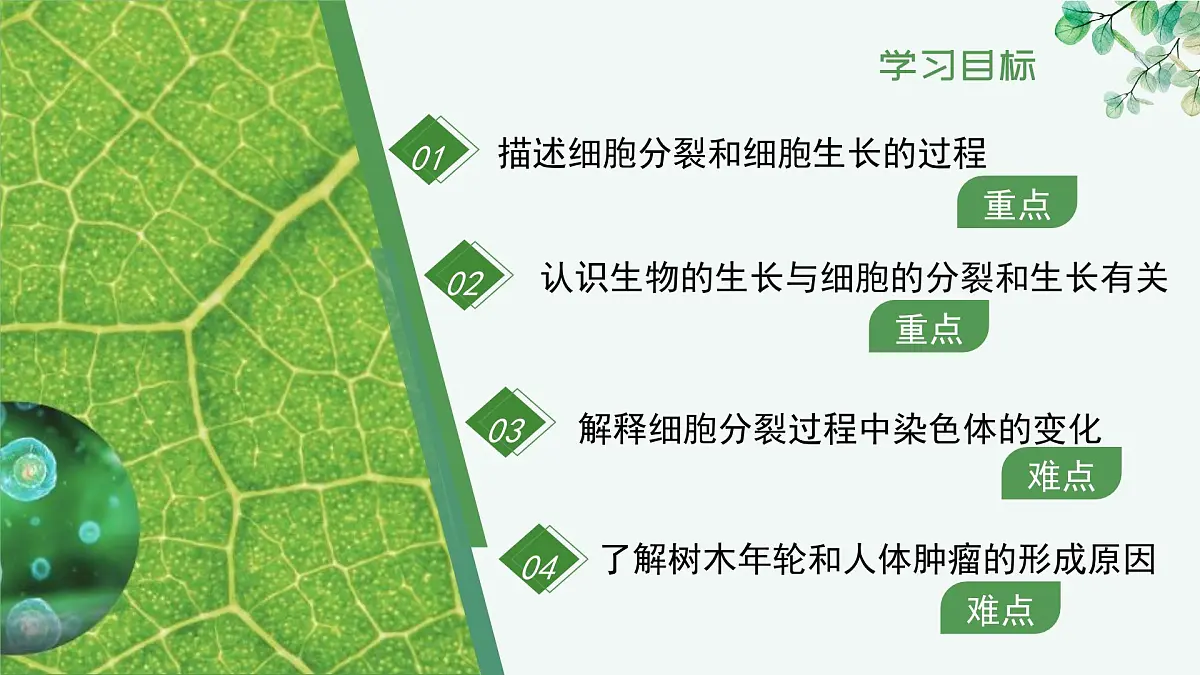 1.2.1 细胞的分裂（教学课件）生物冀少版2024七年级上册第4页