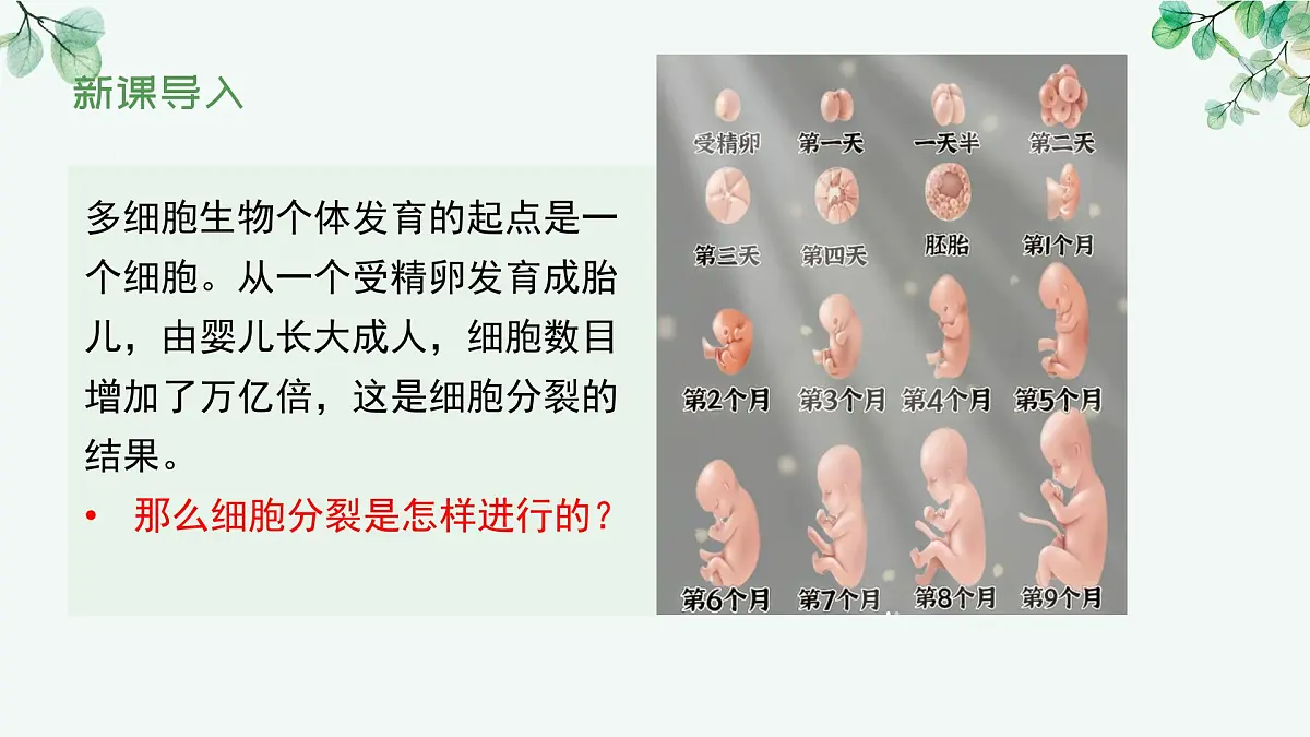 1.2.1 细胞的分裂（教学课件）生物冀少版2024七年级上册第6页