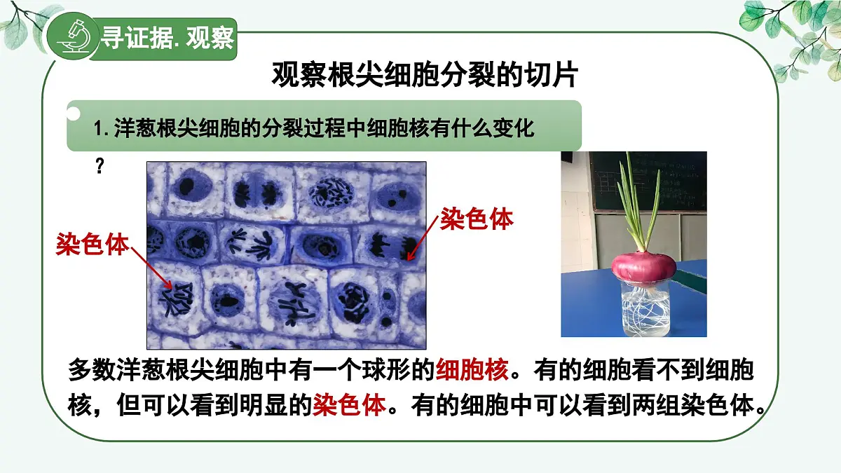 1.2.1 细胞的分裂（教学课件）生物冀少版2024七年级上册第8页