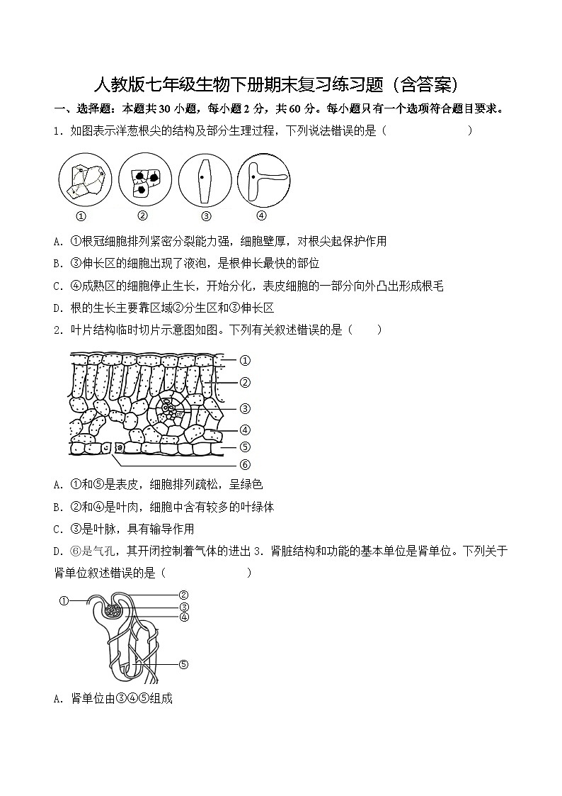 人教版七年级生物下册期末复习练习题（含答案）第1页