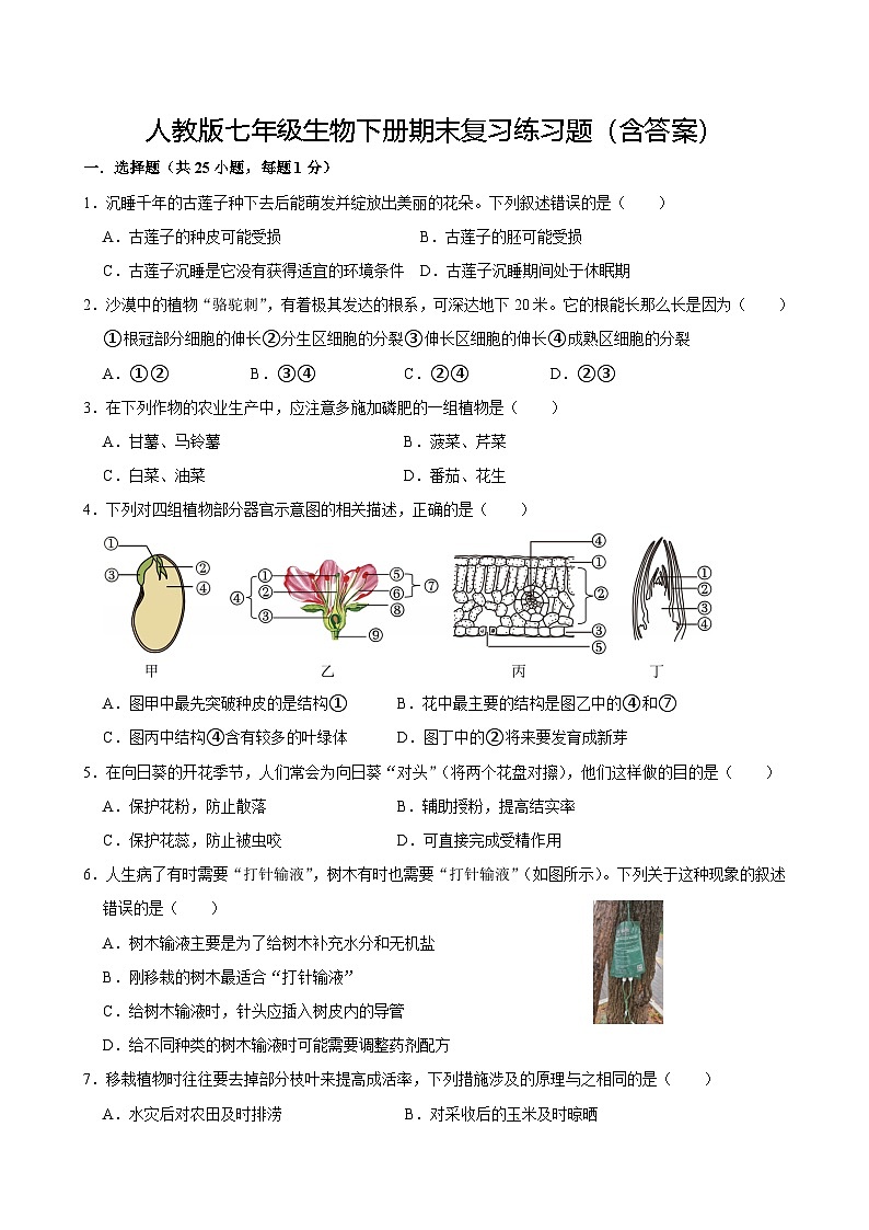 人教版七年级生物下册期末复习练习题（含答案）第1页