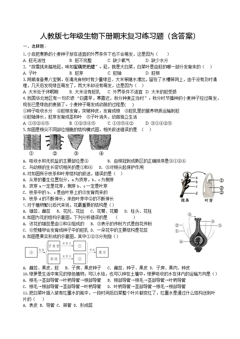 人教版七年级生物下册期末复习练习题（含答案）第1页