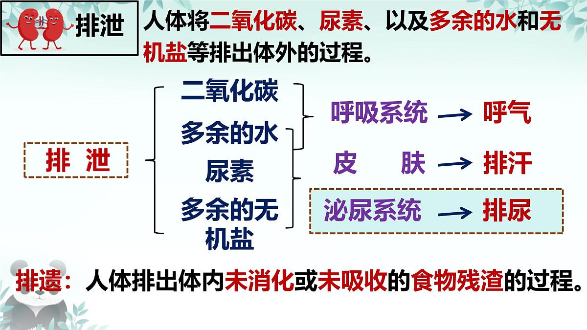 4.5 人体内废物的排出 课件 2024-2025学年人教版生物七年级下册第4页