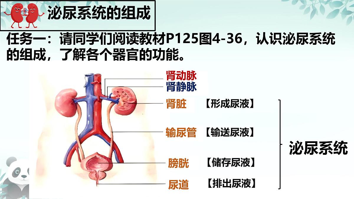 4.5 人体内废物的排出 课件 2024-2025学年人教版生物七年级下册第5页