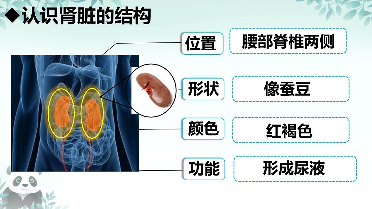 4.5 人体内废物的排出 课件 2024-2025学年人教版生物七年级下册第6页