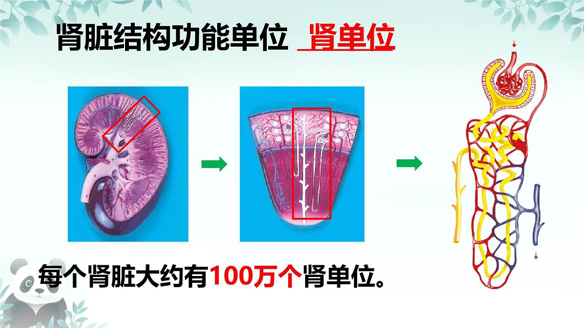 4.5 人体内废物的排出 课件 2024-2025学年人教版生物七年级下册第7页