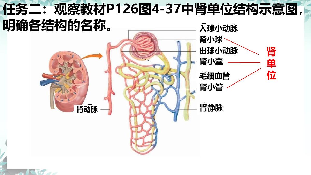 4.5 人体内废物的排出 课件 2024-2025学年人教版生物七年级下册第8页