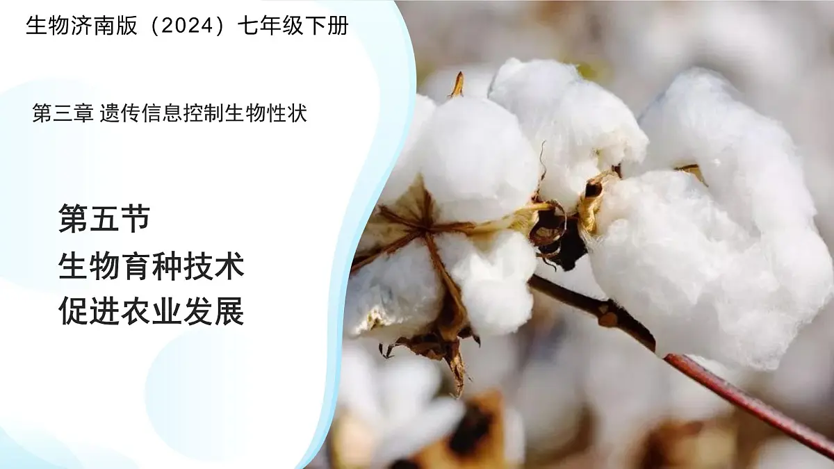 4.3.5 生物育种技术促进农业发展 课件 生物济南版（2024）七年级下册第四单元第1页