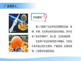 4.3.5 生物育種技術(shù)促進(jìn)農(nóng)業(yè)發(fā)展 課件 生物濟(jì)南版（2024）七年級(jí)下冊(cè)第四單元