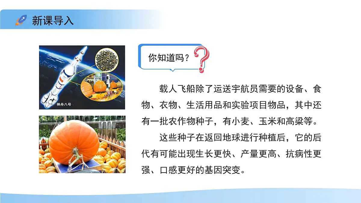 4.3.5 生物育种技术促进农业发展 课件 生物济南版（2024）七年级下册第四单元第3页