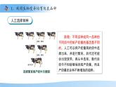 4.3.5 生物育種技術(shù)促進(jìn)農(nóng)業(yè)發(fā)展 課件 生物濟(jì)南版（2024）七年級(jí)下冊(cè)第四單元