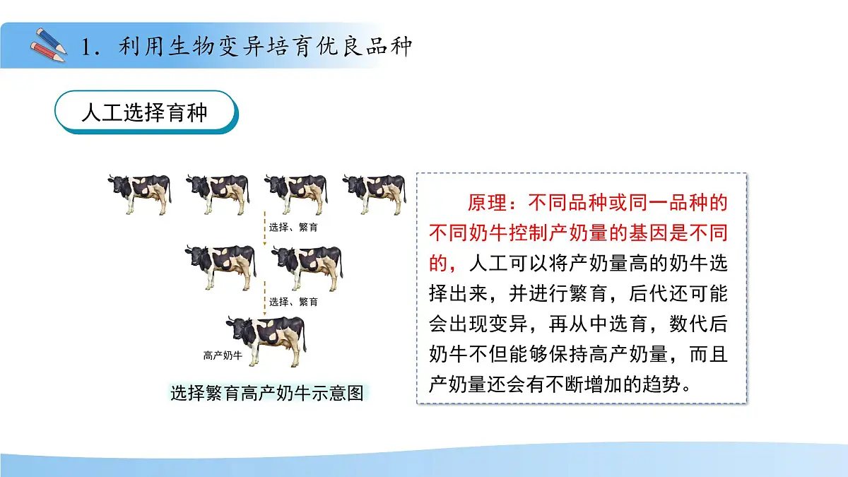 4.3.5 生物育种技术促进农业发展 课件 生物济南版（2024）七年级下册第四单元第5页