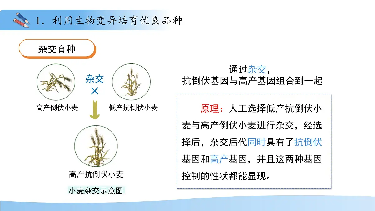 4.3.5 生物育种技术促进农业发展 课件 生物济南版（2024）七年级下册第四单元第7页
