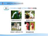 4.3.4 遺傳信息改變可引起生物變異 課件 生物濟(jì)南版（2024）七年級(jí)下冊(cè)第四單元