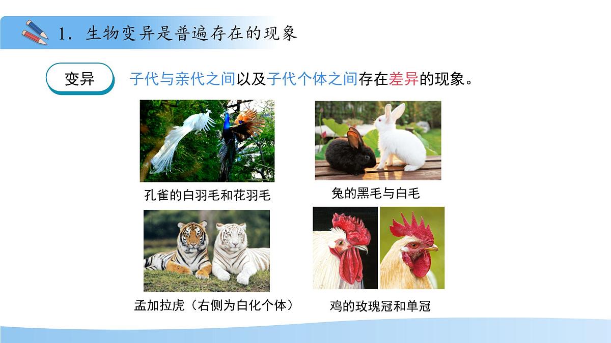 4.3.4 遗传信息改变可引起生物变异 课件 生物济南版（2024）七年级下册第四单元第4页