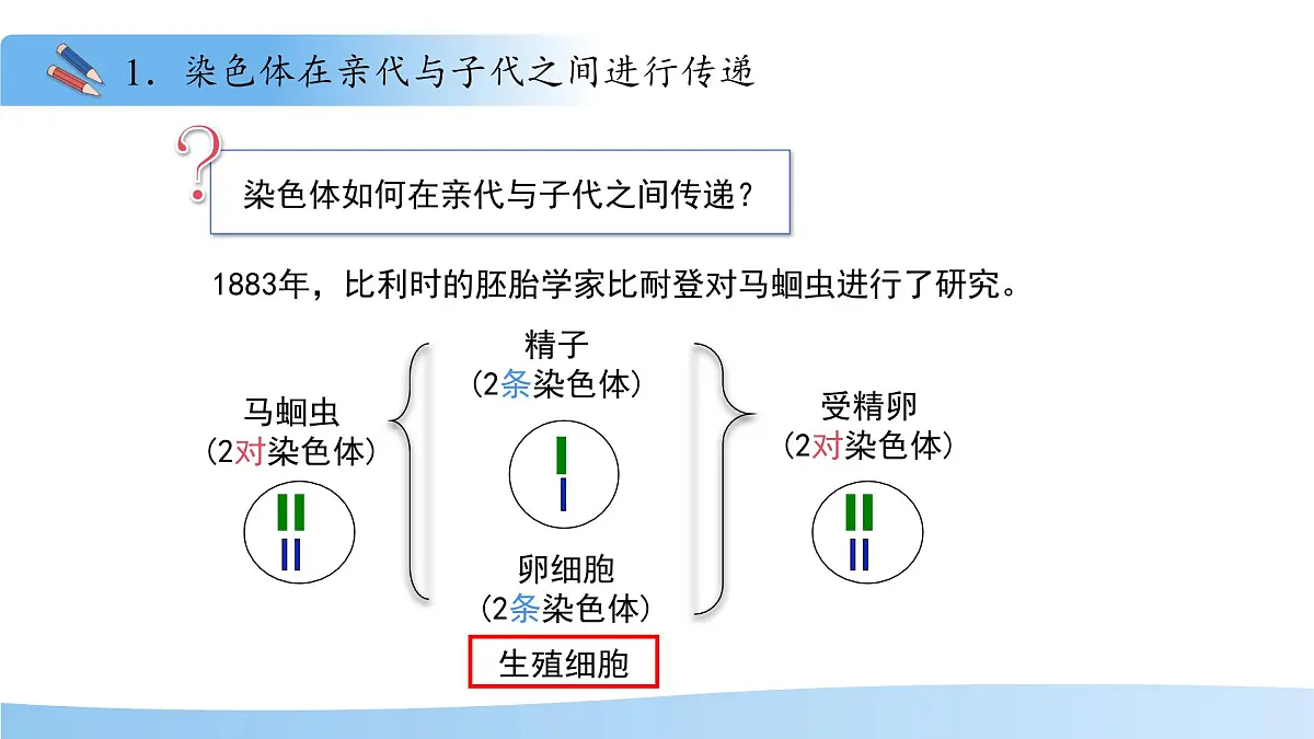 4.3.3性染色体决定人的性别 课件 生物济南版（2024）七年级下册第四单元第4页