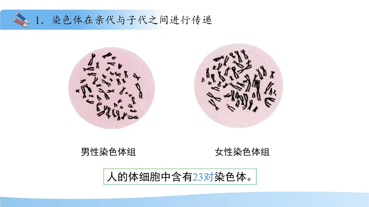 4.3.3性染色体决定人的性别 课件 生物济南版（2024）七年级下册第四单元第5页