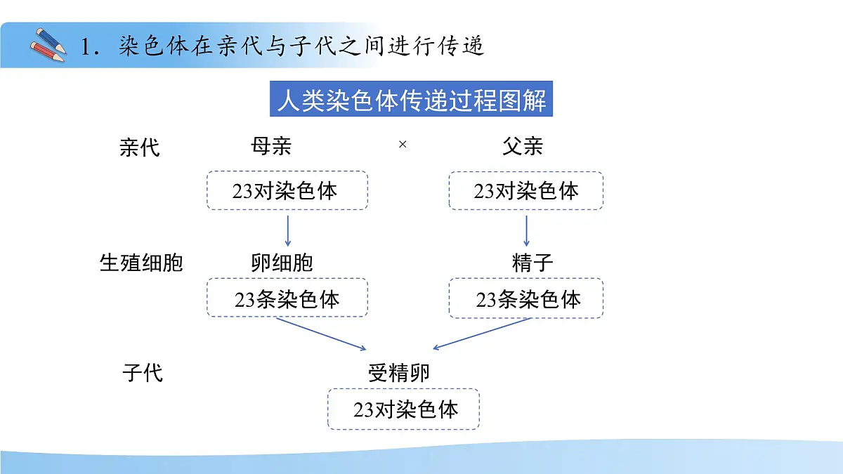 4.3.3性染色体决定人的性别 课件 生物济南版（2024）七年级下册第四单元第6页