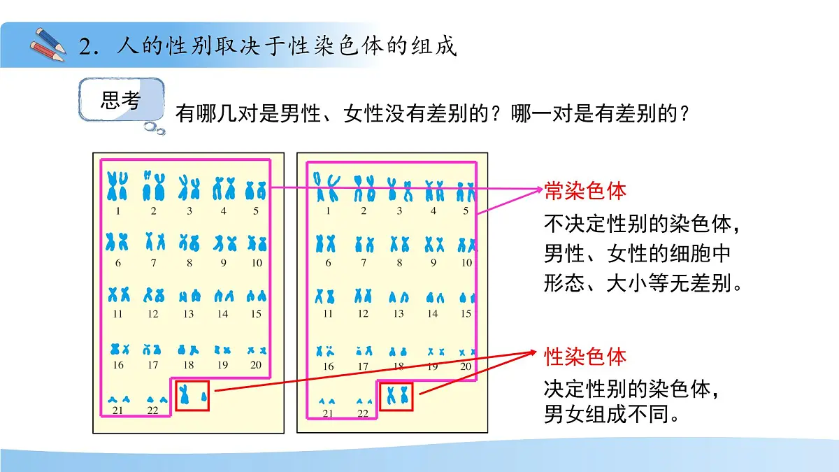 4.3.3性染色体决定人的性别 课件 生物济南版（2024）七年级下册第四单元第8页